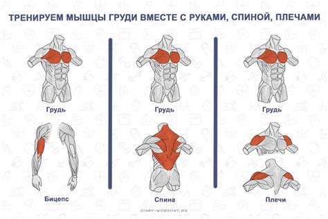 Тренировка мышц груди