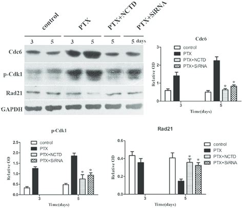 Cdc6 Depletion Reverses The PTX Induced Cdk1 Inactivation In Hela