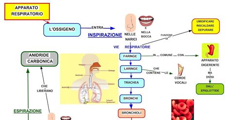 Apparato Respiratorio Schema Riassuntivo L Apparato Respiratorio Uno