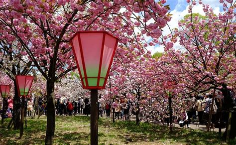 Inilah Tempat Favorit Melihat Bunga Sakura Di Osaka Ryokotomo