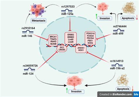 Frontiers SNPs In MiRNAs And Target Sequences Role In Cancer And