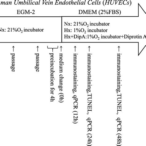 The scheme of the cell culture protocol. | Download Scientific Diagram