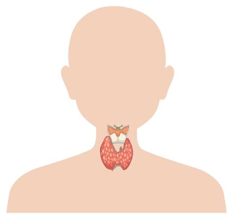 Free Vector Human Anatomy Thyroid Gland Illustration