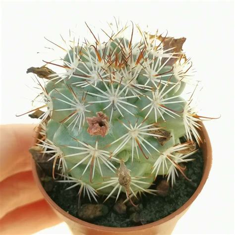 Mammillaria Schumannii Cm Cactaceae Giromagi Vendita Piante Grasse