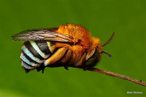 20 Insect Photography Tips For Photographers