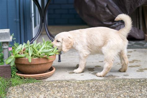 Plantas Pet Friendly Quais Esp Cies S O Seguras Para Ter Em Casa