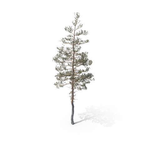 Doterra Tea Tree Png Images And Psds For Download Pixelsquid