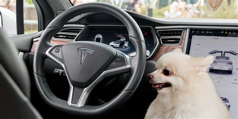 Teslas Dog Mode And Sentry Mode Are Rolling Out Next Week