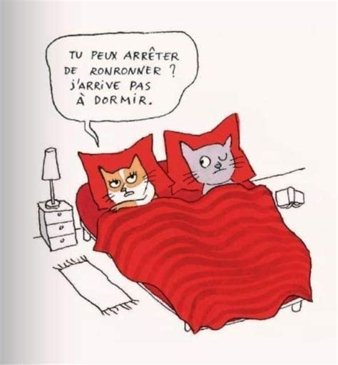 Épinglé Par Ben Sur Cats Gods Humour Animaux Dormir Chat Drôle