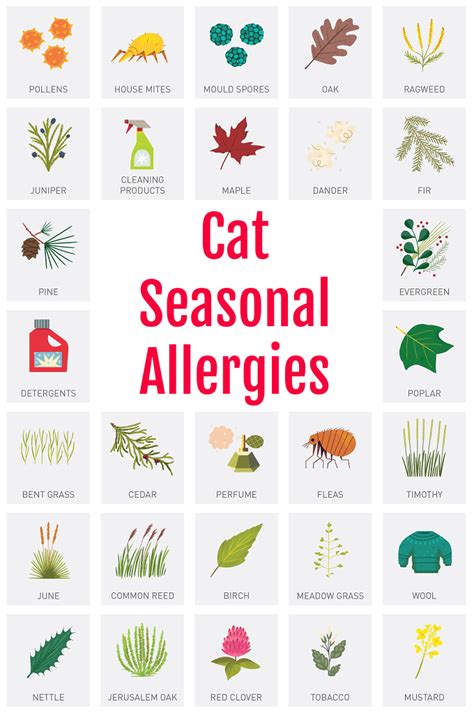 Facts About Cat Seasonal Allergies My 3 Little Kittens