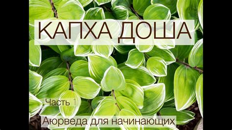 Капха Доша. Часть 1. Аюрведа для начинающих. - YouTube