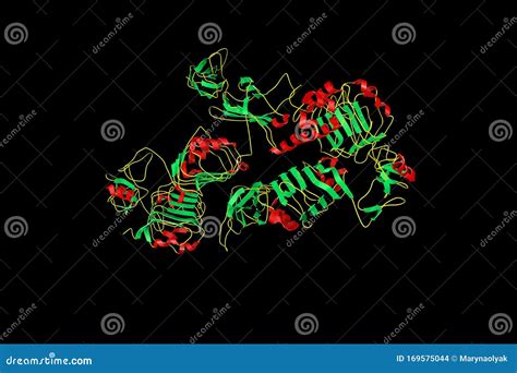 Crystal Structure of the Insulin Receptor Ectodomain in Complex with One Insulin Molecule. it ...