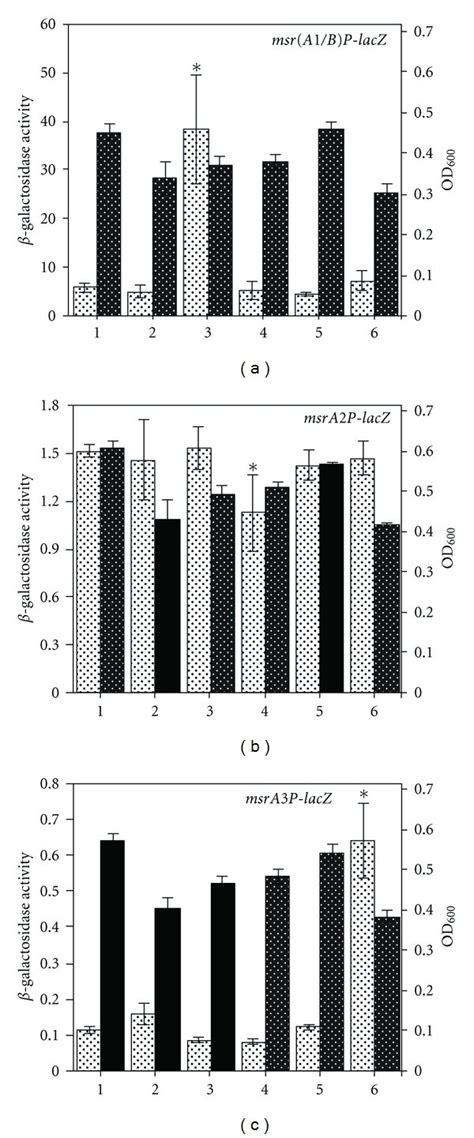 Expression Of The Msr A B Msra And Msra Loci In S Aureus Sh