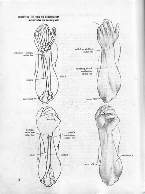 Dibujo Anat Mico De La Figura Humana Hun Anatomy Sketches Human