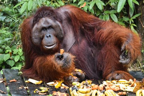 Sarawak Orangutan Semenggoh Wildlife Centre Tour Harga Promo Terbaru 2023