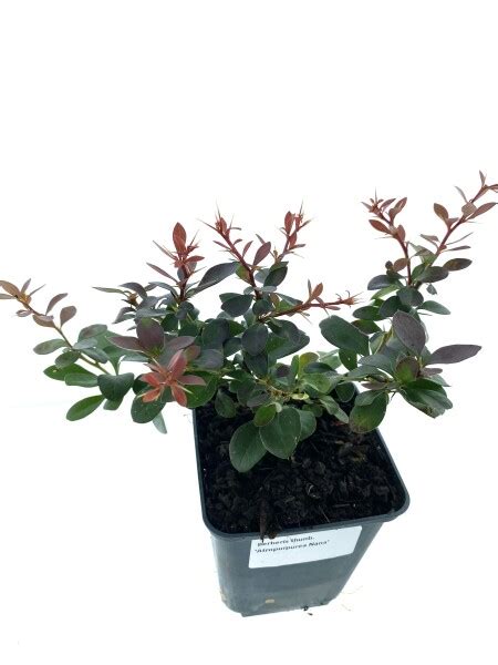 Leenders Plants BV Berberis Thunb Atropurpurea Nana