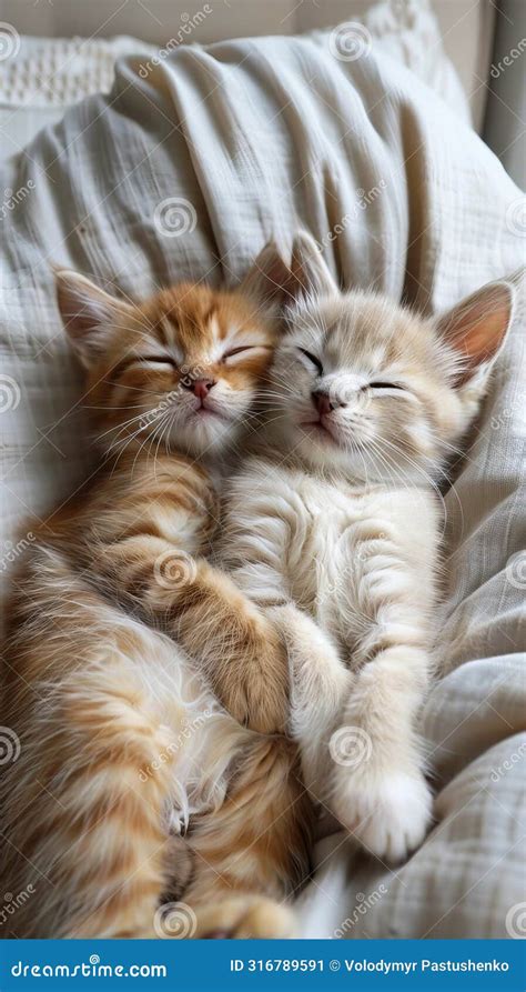 Two Kittens Sleeping on a Bed Stock Image - Image of tabby, domestic: 316789591