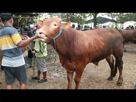 SAPI LIMOSIN PROSPEKAN TURUN DARI TRUK LANGSUNG TERJUAL OLEH JURAGAN