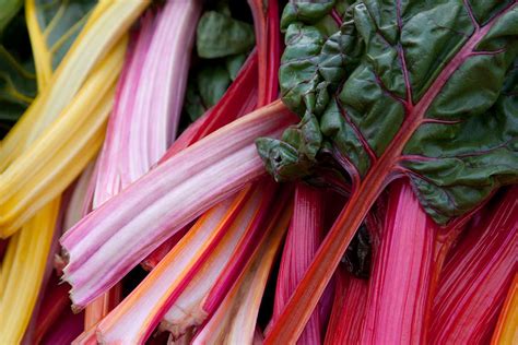 What Is Chard And How Is It Used