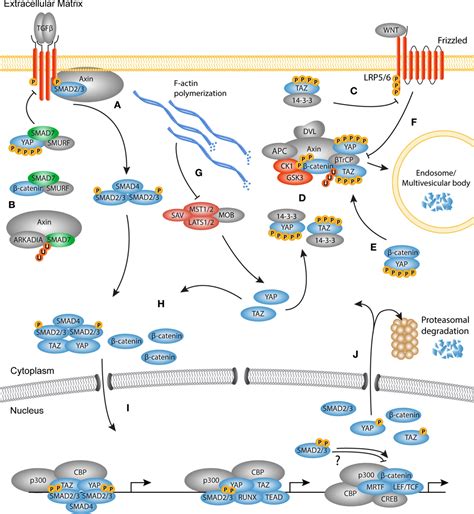 Frontiers Signaling In Fibrosis Tgf Wnt And Yap Taz Converge