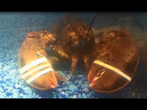 Lobster Tank Watching at Red Lobster - YouTube