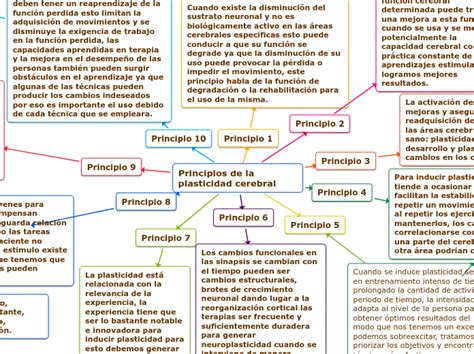 Principios De La Plasticidad Cerebral Mind Map