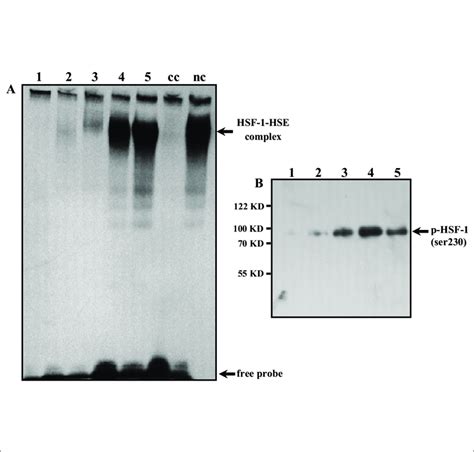 Gel Retardation Assay Has Revealed That Hsf Dna Binding In Monomac