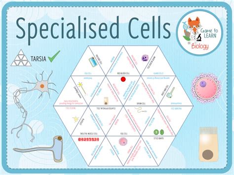 Specialised Cells Tarsia KS3 4 Teaching Resources