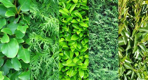 Evergreen Hedges For Your Garden Enhance Privacy And Beauty