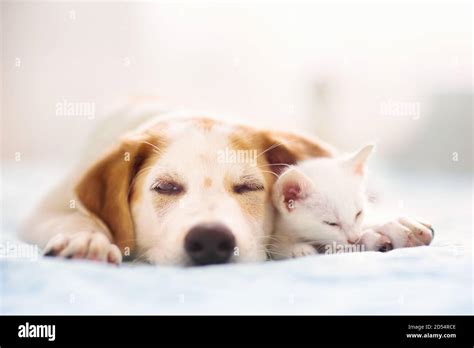 Cat And Dog Sleeping Together Kitten And Puppy Taking Nap Home Pets