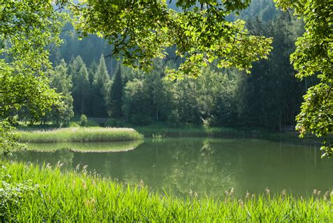 Free Images Tree Water Nature Forest Grass Lawn Meadow