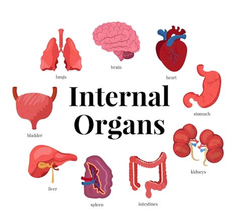 Conjunto de ilustraciones de órganos internos Cerebro corazón estómago