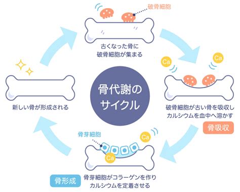 骨粗鬆症予防のための運動と食事についての基礎知識 骨を強くする食事シートプレゼント中！ 大阪市阿倍野区のパーソナルトレーニング｜ 30年以上の経験豊富なテレビ出演トレーナーが指導｜どこでも