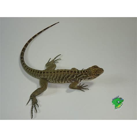 Rhinoceros Iguana - big babies - Strictly Reptiles Inc.