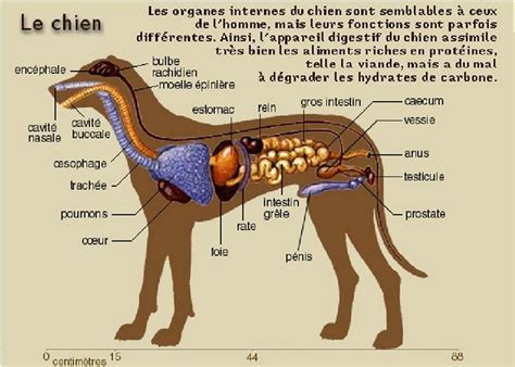 L Anatomie Et La Morphologie Du Chien