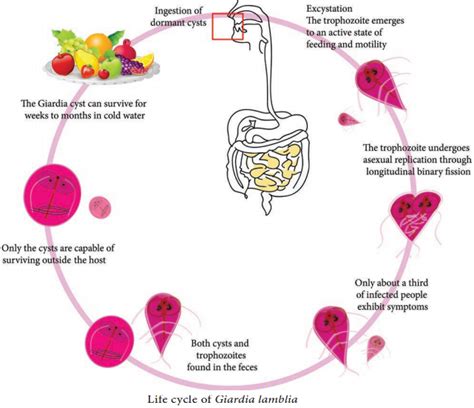 Giardia Lamblia of Medical Parasitology