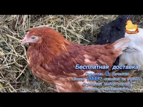 Куры несушки молодки от компании РЯБУШКА - YouTube