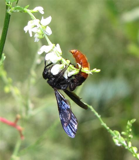 Bug Eric: Wasp Wednesday: Blue-winged Wasp