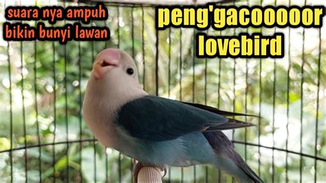 LOVEBIRD Yg Semula Diam Akan Langsung TERPANCING EMOSI Nya Untuk Bunyi