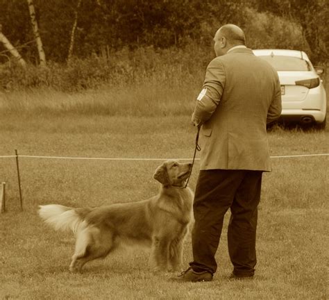 Golden Retriever Club Of Canadas 2024 National Specialty Grcc 2024