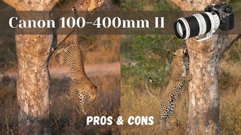 Canon 100 400mm F 4 5 5 6L Ii IS USM Review Pros Cons For Wildlife