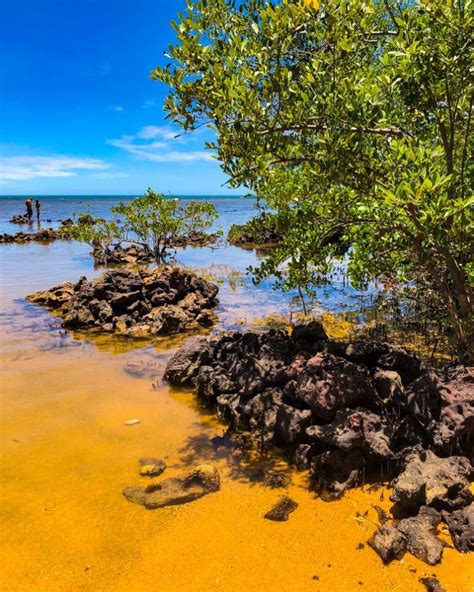 Some Rocks And Trees On The Shore Of A Lake With Yellow Algae Growing In It