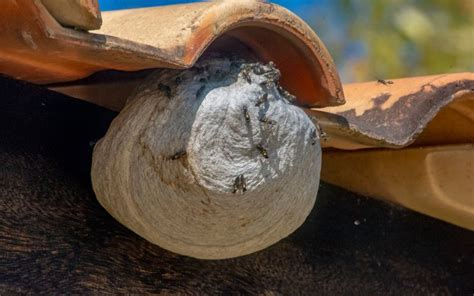 Wasp Nest Removal The Ultimate Guide To Safely Eliminating Wasp Nests