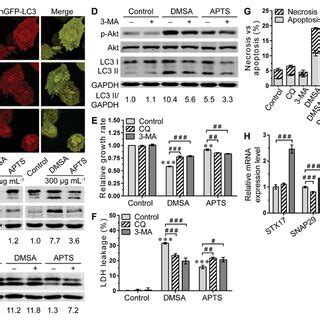 Autophagy Induced By APTS Promoted Cell Survival In SKHep1 Cells A