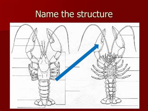 Crawfish anatomy Flashcards | Quizlet