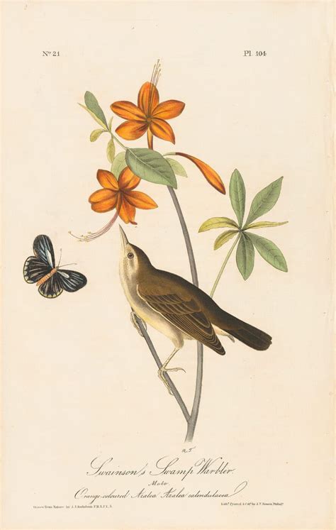 Audubon St Ed Octavo Pl Swainson S Swamp Warbler St Edition