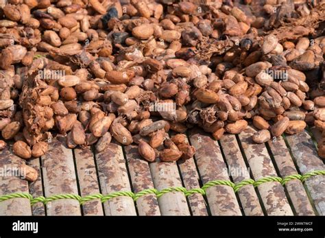 GHANA Eastern Region Nkawkaw Cocoa Farm Harvest And Processing