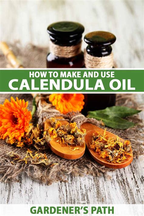 How To Make And Use Calendula Oil Gardeners Path