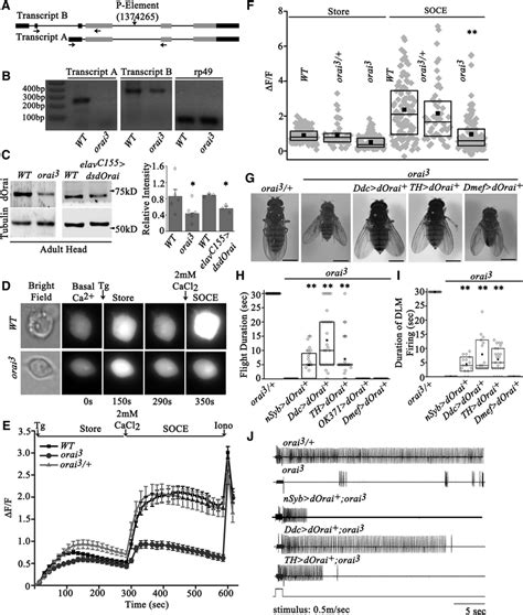 The Orai Mutant Exhibits Reduced Soce In Primary Neurons And Flight