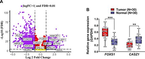 Foxs And Casz Had Up And Down Expressions In Crc Patients